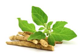 Ashwagandha - Social Media Fad OR Worthy Supplement? - VitaMoose Nutrition